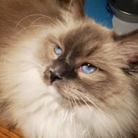 Jasper Pet Clinic ico