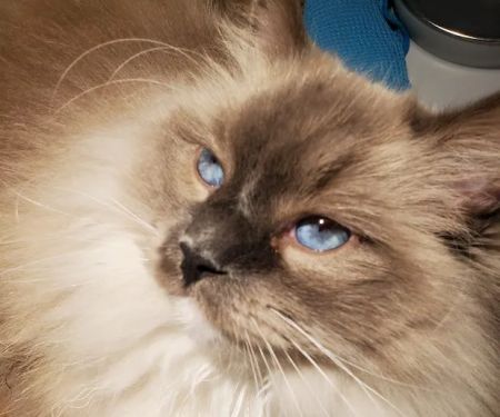 Jasper Pet Clinic