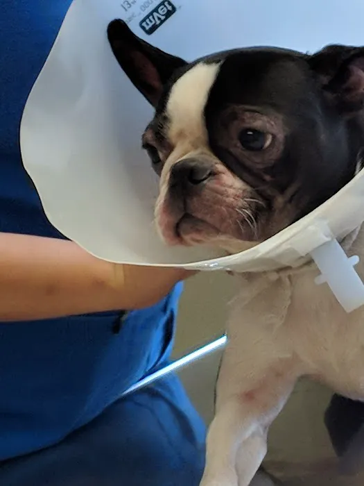 Animal Medical Center of Dubois Picture 2