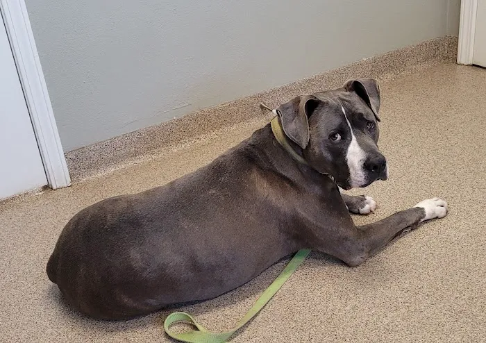 Animal Medical Center of Dubois Picture 3