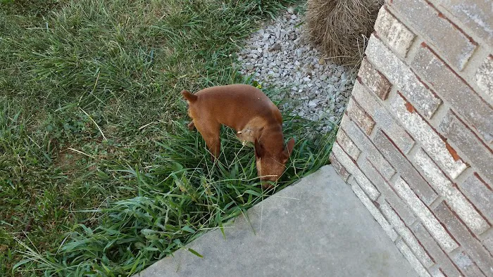 Animal Medical Center of Dubois Picture 9