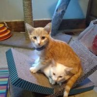 Moore's Animal Care Clinic ico