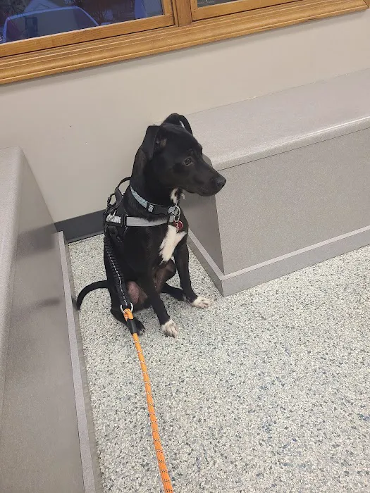 Salem Veterinary Service Picture 1