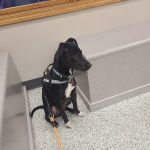Salem Veterinary Service