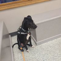 Salem Veterinary Service ico