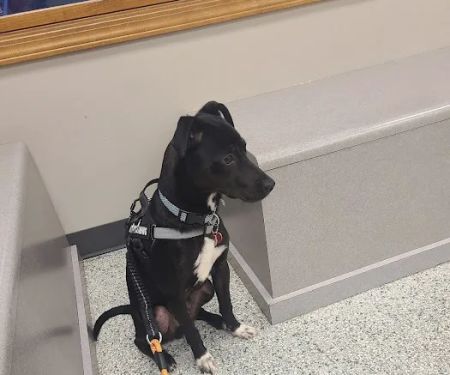 Salem Veterinary Service