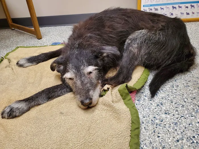 Salem Veterinary Service Picture 2