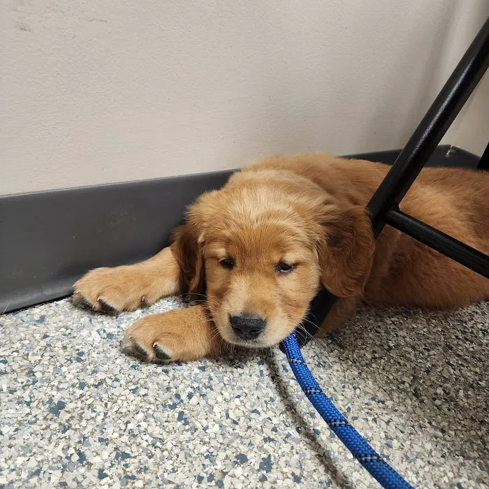 Salem Veterinary Service Picture 3