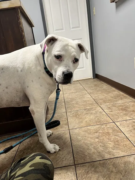 St. Clair Veterinary Clinic Picture 2