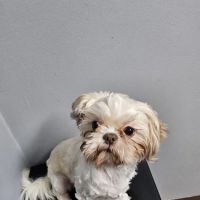 St. Clair Veterinary Clinic ico