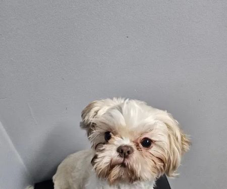 St. Clair Veterinary Clinic