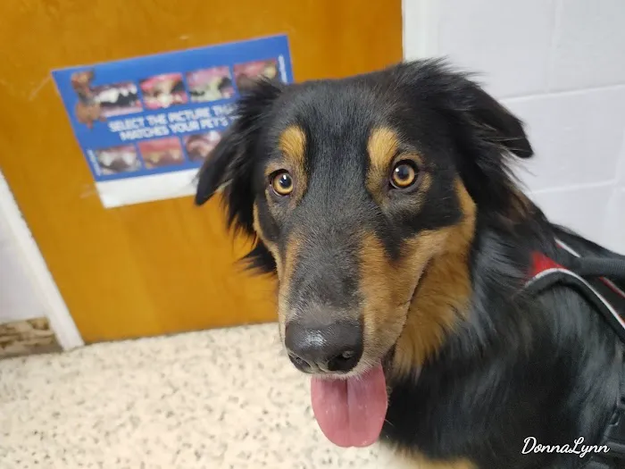 Pets Doc Veterinary Clinic Picture 4