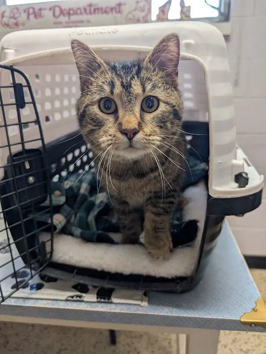 Pets Doc Veterinary Clinic Picture 1