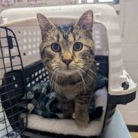 Pets Doc Veterinary Clinic ico