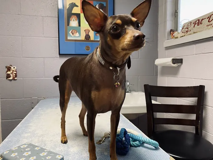 Pets Doc Veterinary Clinic Picture 9