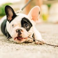 Waltz Animal Clinic ico