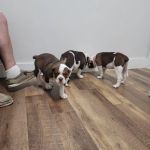 Heartland Veterinary Services