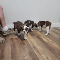 Heartland Veterinary Services ico