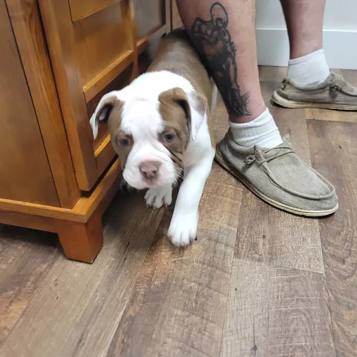 Heartland Veterinary Services Picture 10