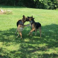 Oak Grove Veterinary Clinic ico
