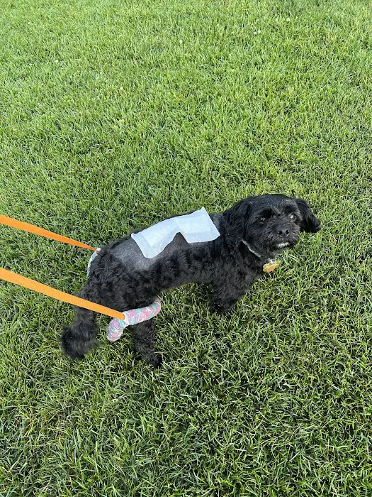 Purdue University Small Animal Hospital Picture 8