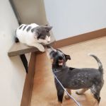 Creekside Animal Hospital