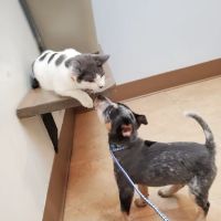 Creekside Animal Hospital ico