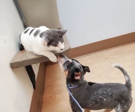 Creekside Animal Hospital