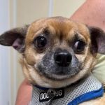 Twin Lakes Pet Clinic