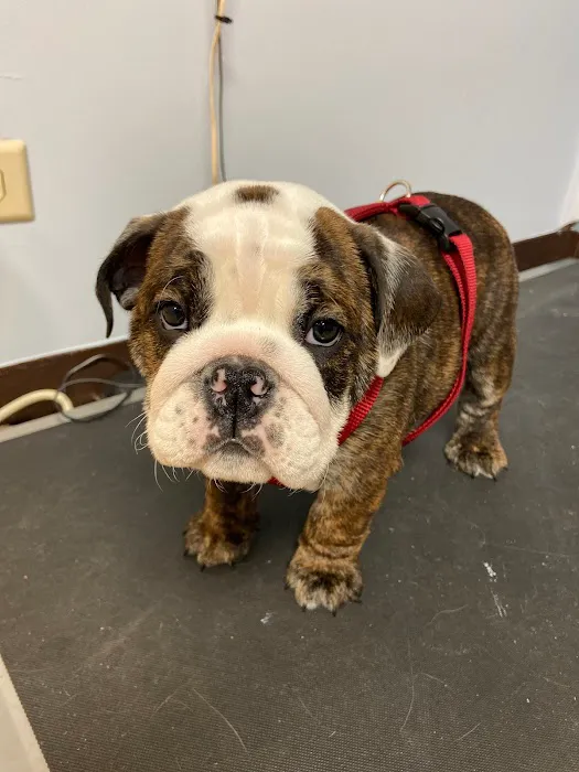 Twin Lakes Pet Clinic Picture 8