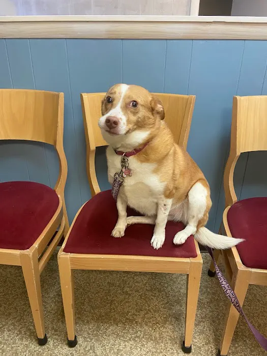 Twin Lakes Pet Clinic Picture 9