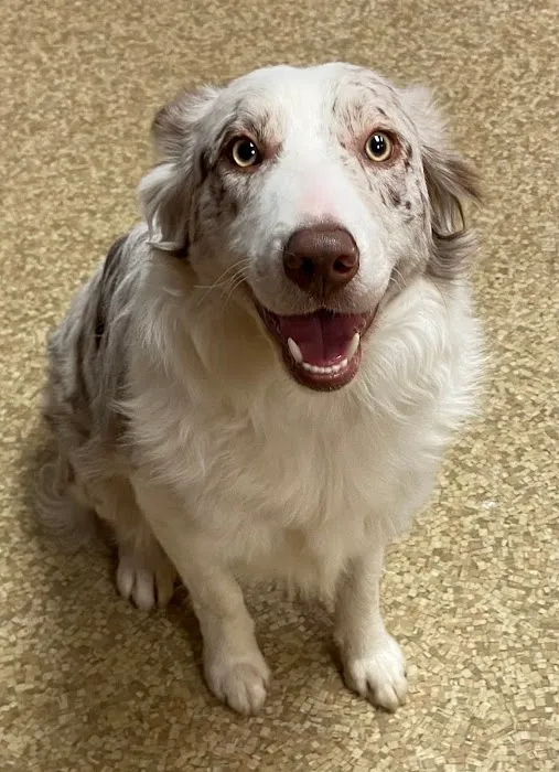 Twin Lakes Pet Clinic Picture 7