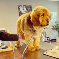Monticello Animal Hospital ico