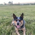VCA San Mateo Animal Hospital