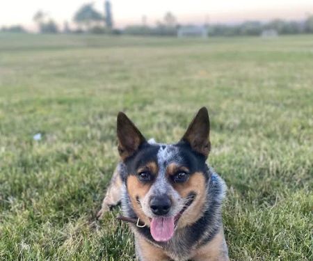VCA San Mateo Animal Hospital