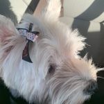 Vetco Vaccination Clinic