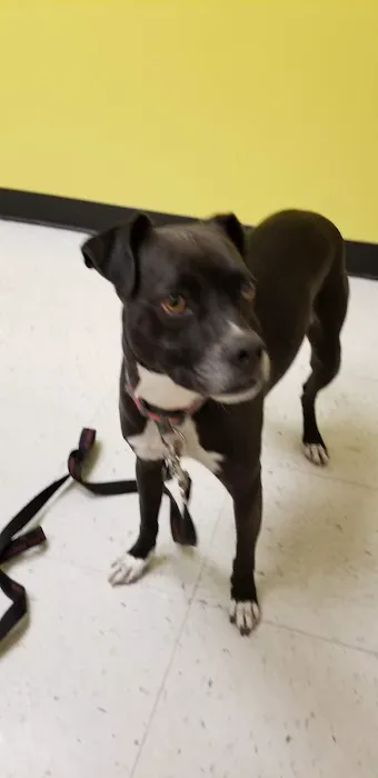 Banfield Pet Hospital Picture 7