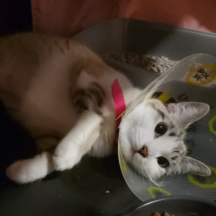 Banfield Pet Hospital Picture 10