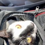 South Hillsdale Animal Hospital