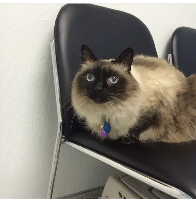 South Hillsdale Animal Hospital Picture 7