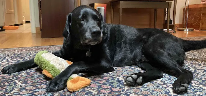 South Hillsdale Animal Hospital Picture 8