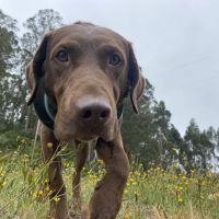 Animal Cove Pet Hospital ico