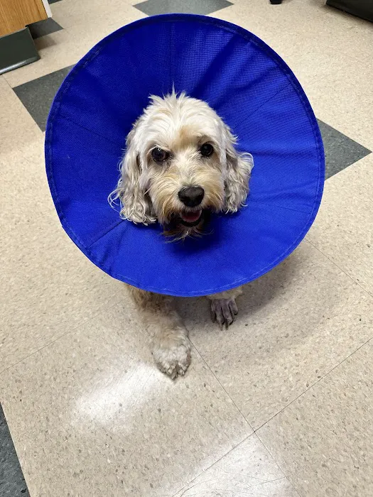 Animal Cove Pet Hospital Picture 5