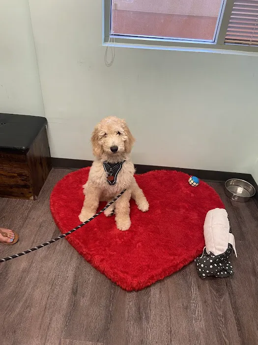 Indy’s Place Pet Hospital Picture 4