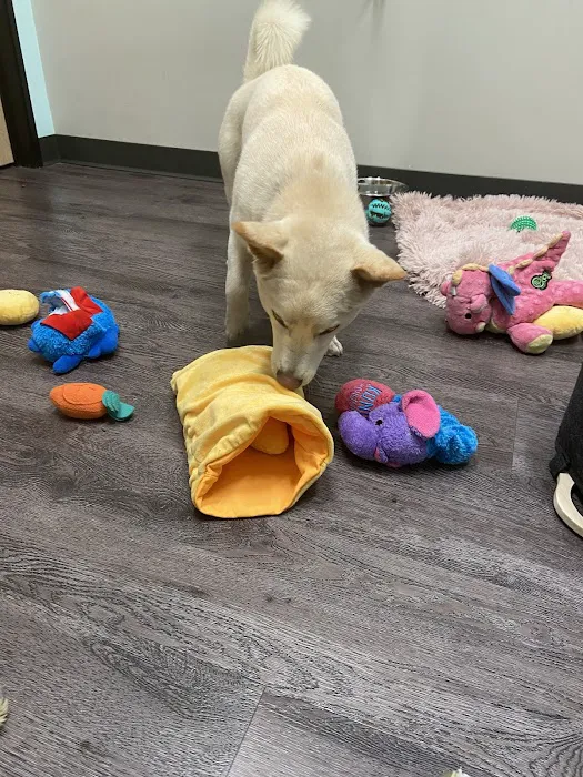 Indy’s Place Pet Hospital Picture 8