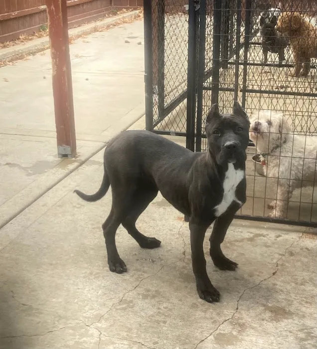 Foster's Kennel/ Park Forest Animal Picture 6