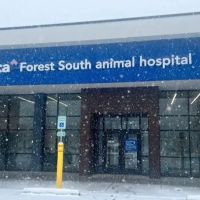 VCA Forest South Animal Hospital ico