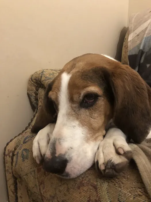 VCA Forest South Animal Hospital Picture 8