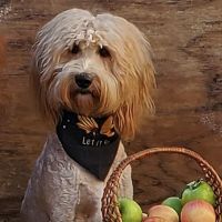 Vetco Vaccination Clinic ico