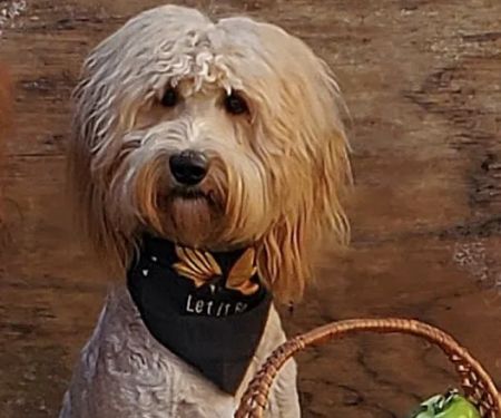Vetco Vaccination Clinic